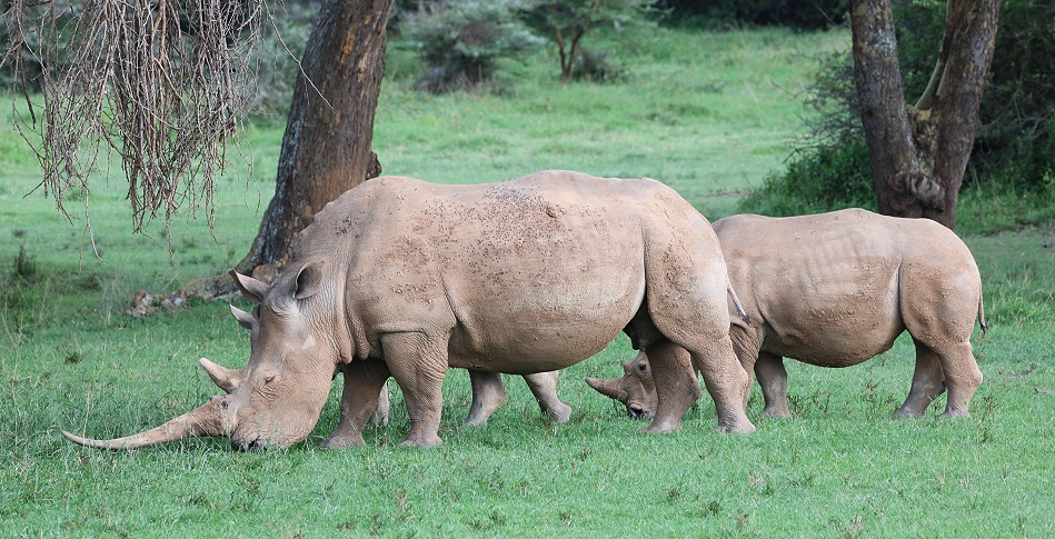 Breitmaulnashorn Kuh mit Kalb