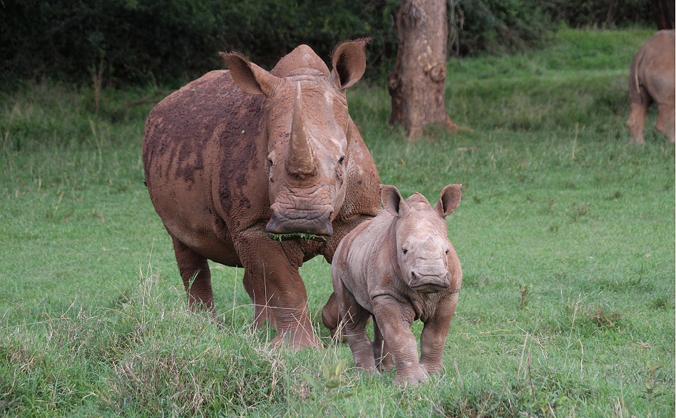 Breitmaulnashorn Kuh mit Kalb