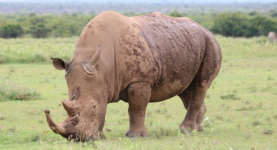 Breitmaulnashorn