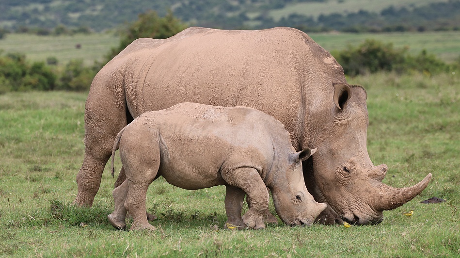Breitmaulnashorn Kuh mit Kalb