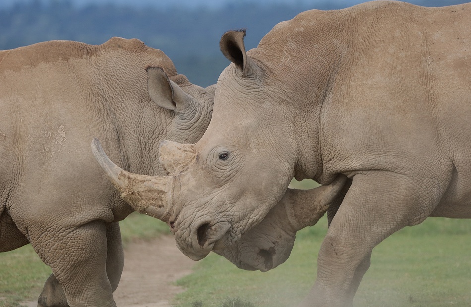 k&auml;mpfende Breitmaulnashorn Bullen