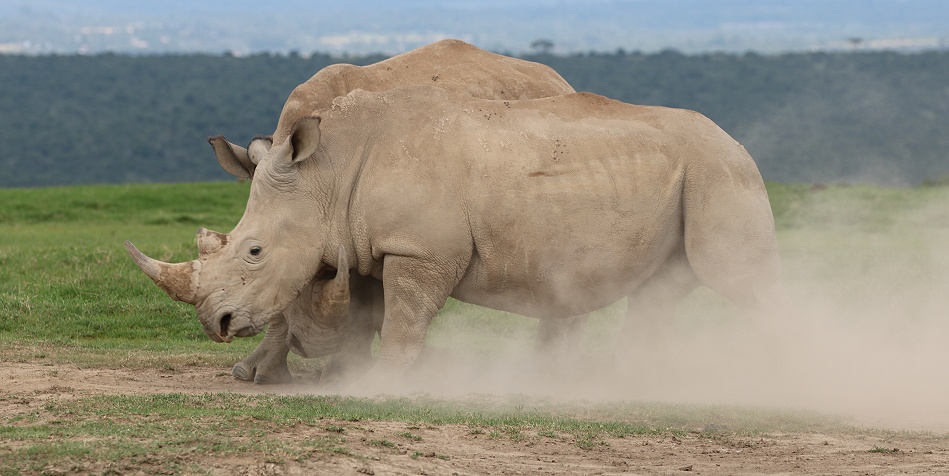k&auml;mpfende Breitmaulnashorn Bullen
