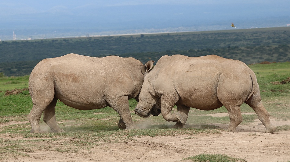 k&auml;mpfende Breitmaulnashorn Bullen