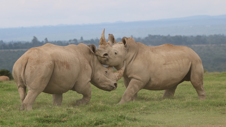 k&auml;mpfende Breitmaulnashorn Bullen