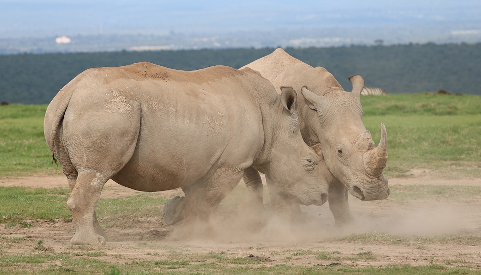 k&auml;mpfende Breitmaulnashorn Bullen