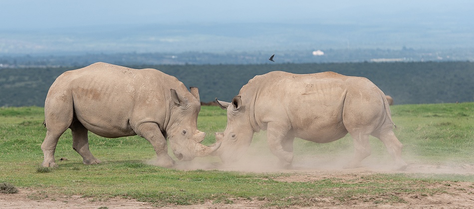 k&auml;mpfende Breitmaulnashorn Bullen