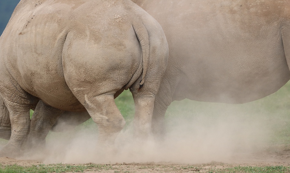 k&auml;mpfende Breitmaulnashorn Bullen