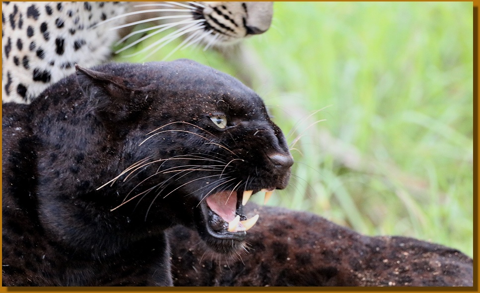 Black Leopard, Giza Mrembo; Laikipia