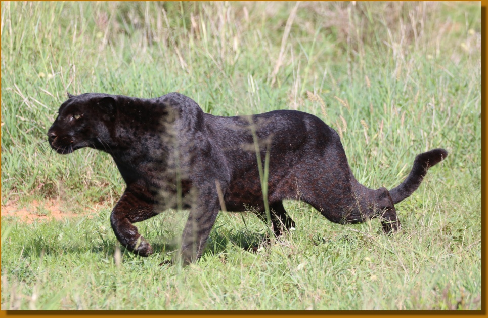Black Leopard, Giza Mrembo auf der Pirsch; Laikipia