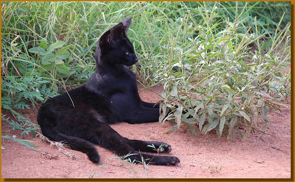 Black Serval - Kivuli, Lumo Conservancy