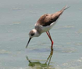 Stelzenl&auml;ufer, Black-winged Stilt, Himantopus himantopus