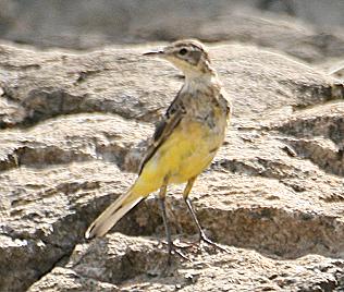 Schafstelze, Motacilla flava