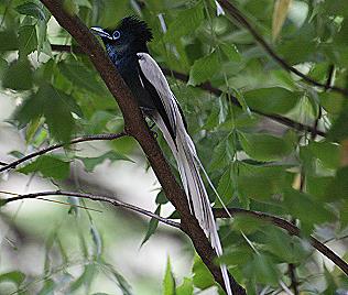 Graubrust Paradiesschn&auml;pper,Terpsiphone viridis