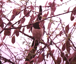 Wei&szlig;bauch L&auml;rmvogel, Corythaixoides leucogaster, Withe-Bellied Go-Away-Bird, 0,1