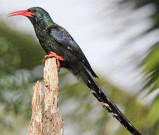 Baumhopf (Phoeniculus purpureus)Green Wood-Hoopoe