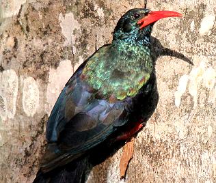 Baumhopf (Phoeniculus purpureus)Green Wood-Hoopoe