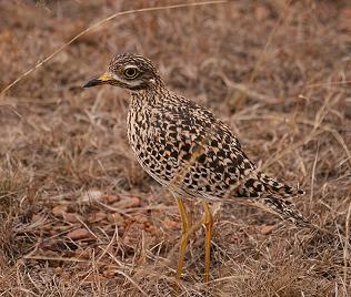 Kaptriel, Burhinus capensis, Spotted Thick Knee