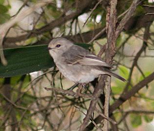 Fliegenschn&auml;pper, Bradornis spp., Flycatcher