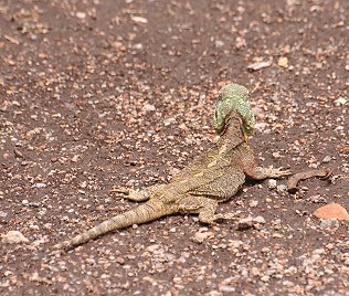 agama atricollis, Tansania