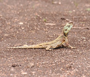 agama atricollis, Tansania