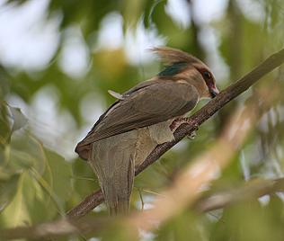 Blaunackenmausvogel, Urocolius macropurus pulcher