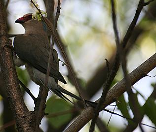 Blaunackenmausvogel, Urocolius macropurus pulcher