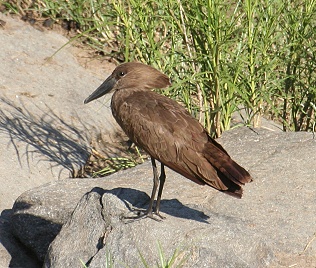 Hammerkopf (Scopus u. umbretta) Hammerkop