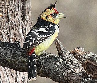 Haubenbartvogel (Trachyphornus vaillantii), Crested Barbet