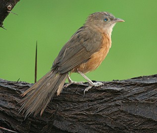 Heuglindrossling, Turdoides r. rubiginosus