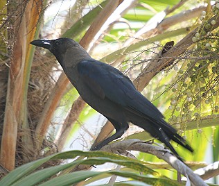 Indische Kr&auml;he, Corvus splendens, Indian House Crow