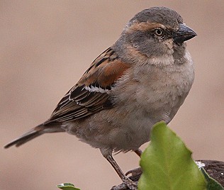 Keniasperling, Henne, Passer rufucinctus, Kenya Sparrow