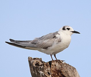Lachseeschwalbe, Gelochelidon nilotica