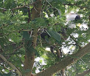 Nacktkehl-Laermvogel, Corythaixoides personatus, Bare faced Go Away Bird