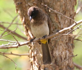 Graub&uuml;lb&uuml;l Pycnontus barbatus Dark-chapped Bulbul