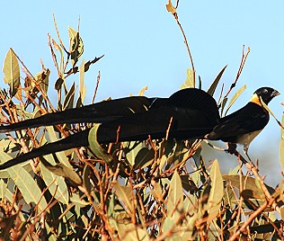 Paradieswitwe, Steganura paradisaea, Paradise Whydah