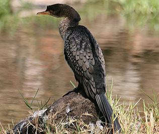 Riedscharbe oder afrik. Kormoran,  Phalacrocorax africanus  Long-tailed Cormorant