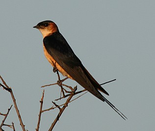 Roetelschwalbe, Hirundo daurica emini Red Rumped Swallow
