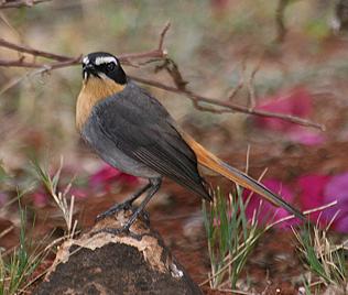 Kapr&ouml;tel, Cossypha caffra iolaema, Cape Robin-chat