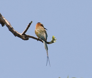 Wei&szlig;kehlspint, Merops albicollis