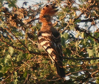Africanischer Wiedehopf Upupa epops africana, African Hoopoe