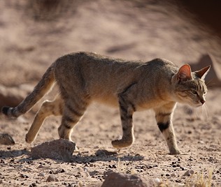 Wildkatze (Felis lybica)